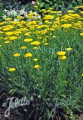 Achillea filipendulina 'Parker's Variety' - 'Cloth of Gold'